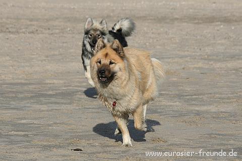(Foto Goslar)_daenemark_2010_IMG_9722_Blavand_Strand.jpg